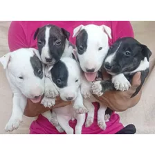 Bullterrier ( Bull Terrier ) Hembras Y Macho