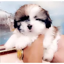 Shih Tzu Miniatura 350 Garantizado Hermoso Shitzu Shihtzu