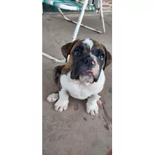 Cachorro Bulldog Inglés 