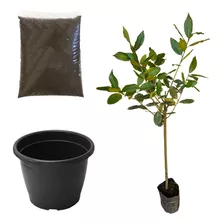 Muda De Louro Kit Terra + Vaso Ideal Para Apartamento