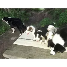 Seña Border Collie Varios Colores. 