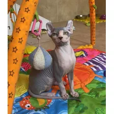 Gatitos Sin Pelo Sphynx Elfo, No Persa, No Bengali, No Angor