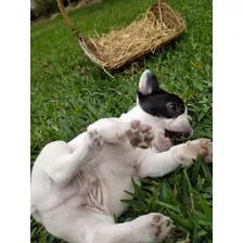 Cachorros Bulldog Francés Vaquita