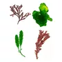Primeira imagem para pesquisa de alga para refugio marinho chaetomorpha
