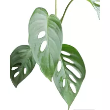 Monstera Adansonii Ideal Como Planta Colgante