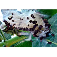 Sementes Algodão Seda Bombardeira Ornamental Sítio Fazenda