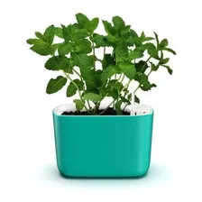 Vaso Jardineira Autoirrigável P/plantas Temperos Sustentável
