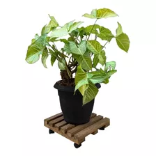 Suporte Para Vaso De Plantas Com Rodinhas 30cm Quadrado