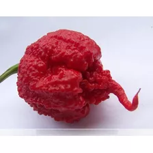 35 Sementes Pimenta Carolina Reaper + Forte Do Mundo+ Brinde