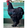 Primera imagen para búsqueda de gallinas brahma gigantes