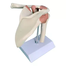 Articulação Escápulo-umeral (ombro) Modelo Anatômico Humano 
