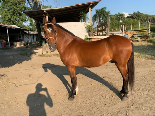 Primera imagen para búsqueda de caballo criollo colombiano