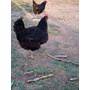 Tercera imagen para búsqueda de gallinas