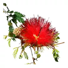 Plumerillo Rojo Borla De Obispo Calliandra Tweedii Nativo