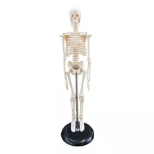 Mini Esqueleto Articulado 45 Cm, Estudiantes, Profesionales,