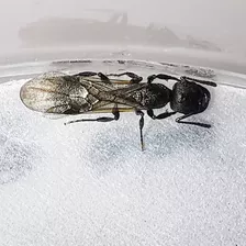 Hormiga Reina Patagonomyrmex Angustus (forma Sureña) 