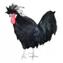 Segunda imagem para pesquisa de galinha polonesa
