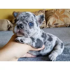 Bulldog Frances Blue Merle Y Blue And Tan, Envios