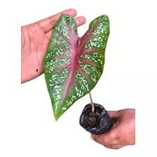 Muda (bulbo) De Caladium / Tinhorão 