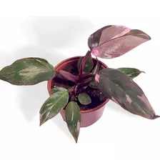 Philodendron Pink Princess Planta Exótica Rosa