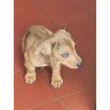 Cachorro Salchicha Mini Exótico. Precio Especial Hoy