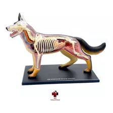 Anatomia Do Cachorro - 4d Master