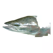 Rio Fly Fishing Fly Fly Fly Intouch Skagit Mow Light Tip 10