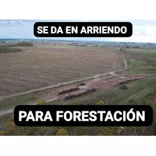 Arriendo Alquilo Campo En Florida Ruta 7 Para Forestar