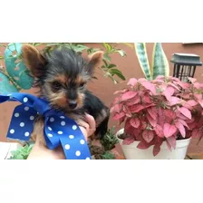 Yorky Bello Super Enanito Yorkshire Terrier 550 Mini