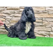 Cocker Spaniel Ingles Con Pedigree