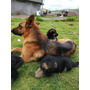 Segunda imagen para búsqueda de cachorros pastor aleman