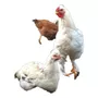 Tercera imagen para búsqueda de gallinas ponedora