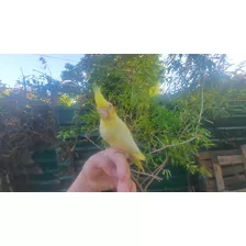 Cocotilla Ninfa Papilleras Comiendo Solas Super Mimosas 