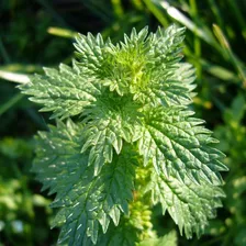 Semillas De Ortiga (urtica Urens)