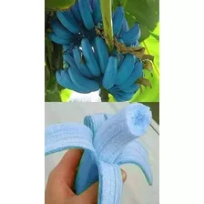 Mudas De Banana Azul Blue Java 