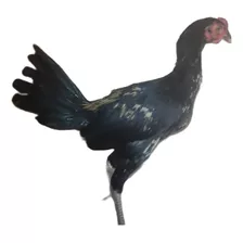 Gallo De Pelea, Pollitos Ingles X Asil