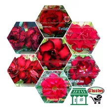 5 Semente Rosa Do Deserto Vermelha Dobrado - Adenium Obesum