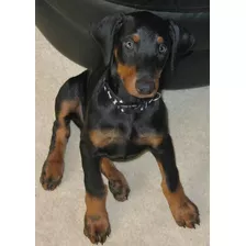 Cachorros Doberman Padres Importados