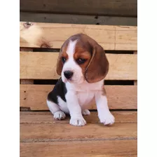 Cachorros Beagle Enano