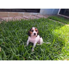 Perritos Cachorros Beagle Puros, Desparacitados Y Vacunados