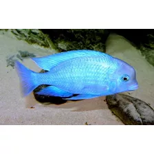 Peces Ciclidos Africanos Cyrtocara Moorii -aquamarket