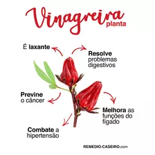 Vinagreira Hibisco 