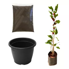 Muda De Amora Italiana Kit Terra + Vaso Ideal P/ Apartamento