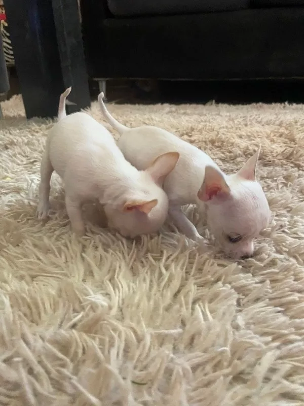 Chihuahua Mini Reales 