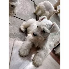 Cachorritos Schnauzer Mini Blancos 