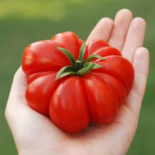 Semillas Tomate Costoluto Di Parma! El Original De Italia!