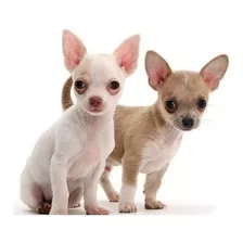 Chihuahua De Bolsillo, Hermosos