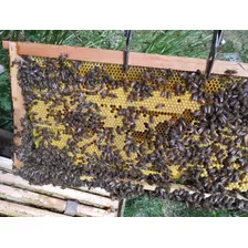 Colmenas ,nucleos,reinas De Está Temporada 