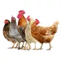 Tercera imagen para búsqueda de jaulas para gallinas ponedoras