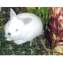 Segunda imagen para búsqueda de conejos enanos